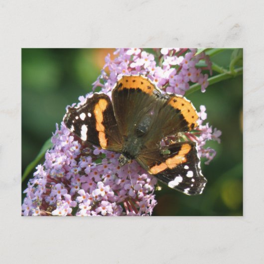 Red Admiral Butterfly en Buddleia Briefkaart (Voorkant)