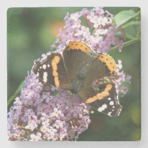 Red Admiral Butterfly en Buddleia Stone Onderzette Stenen Onderzetter
