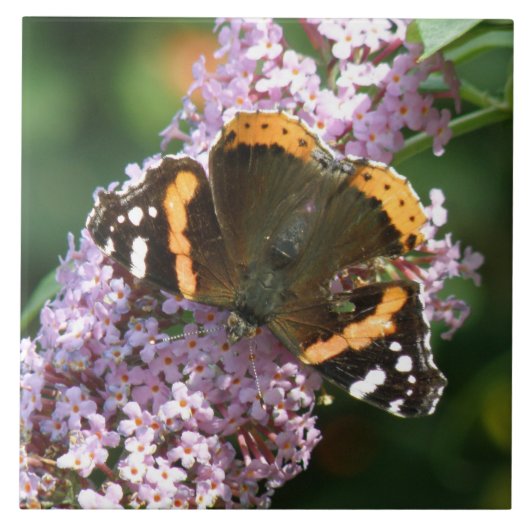 Red Admiral Butterfly en Buddleia Tile Tegeltje (Voorkant)