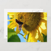 Red Admiral Butterfly op een zonnebloem Briefkaart (Voorkant / Achterkant)