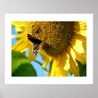 Red Admiral Butterfly op een zonnebloem