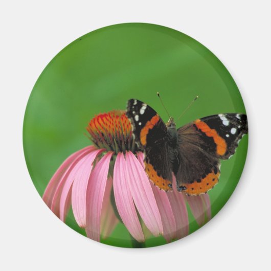 Red Admiral Butterfly op Paarse kegelbloem Magneet (Voorkant)