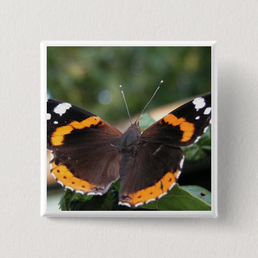 Red Admiral Butterfly Pin Vierkante Button 5,1 Cm (Voorkant)
