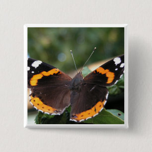 Red Admiral Butterfly Pin Vierkante Button 5,1 Cm