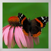 Red Admiral Butterfly Poster (Voorkant)