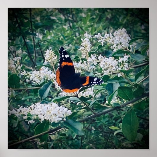 Red Admiral Butterfly Poster (Voorkant)