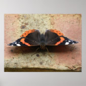 Red Admiral Butterfly Print (Voorkant)