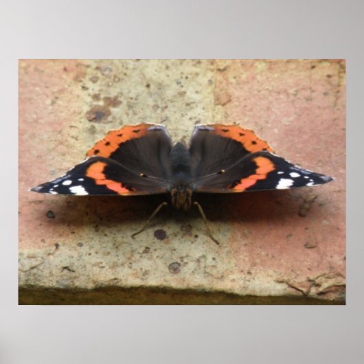 Red Admiral Butterfly Print (Voorkant)