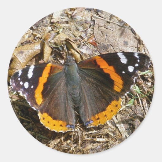 Red Admiral Butterfly Sticker (Voorkant)