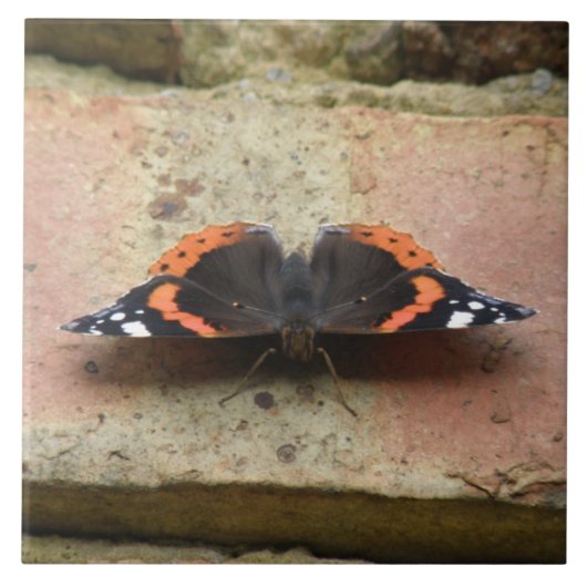 Red Admiral Butterfly Tegel Tegeltje (Voorkant)