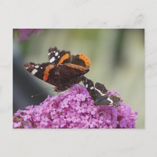 Red Admiral en Map Butterfly DIY Briefkaart (Voorkant)