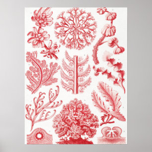 Red Alga Sea, Florideae Rotalgen by Ernst Haeckel Poster