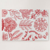 Red Alga Zee, Florideae Rotalgen door Ernst Haecke Legpuzzel (Horizontaal)