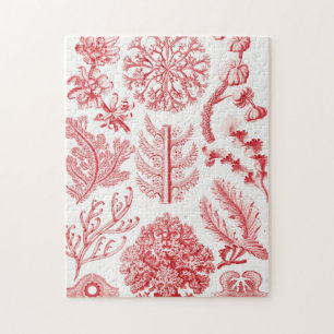 Red Alga Zee, Florideae Rotalgen door Ernst Haecke Legpuzzel