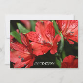 Red Alstroemeria INVITATION Kaart (Voorkant)
