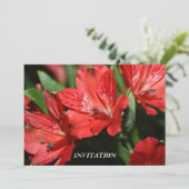 Red Alstroemeria INVITATION Kaart (Staand voorkant)