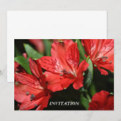 Red Alstroemeria INVITATION Kaart (Voorkant / Achterkant)