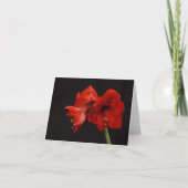 Red Amaryllis Bedankkaart (Voorkant)