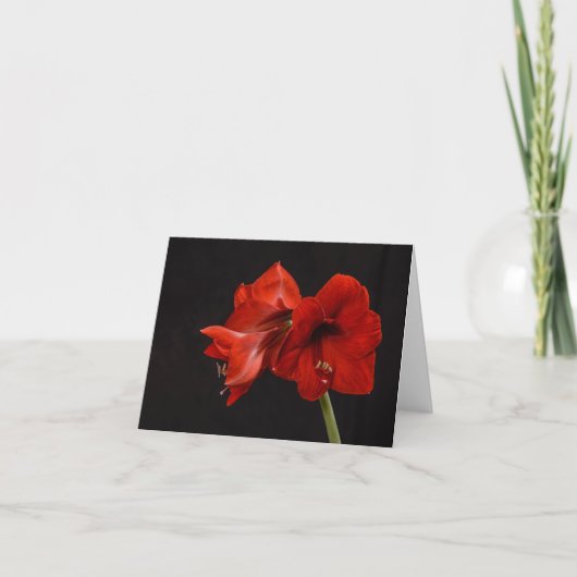 Red Amaryllis Bedankkaart (Voorkant)