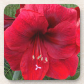 Red Amaryllis Bloom Floral Bier Onderzetter (Voorkant)