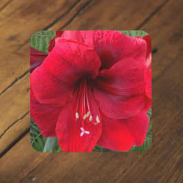 Red Amaryllis Bloom Floral Bier Onderzetter