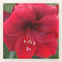 Red Amaryllis Bloom Floral Glazen Onderzetter