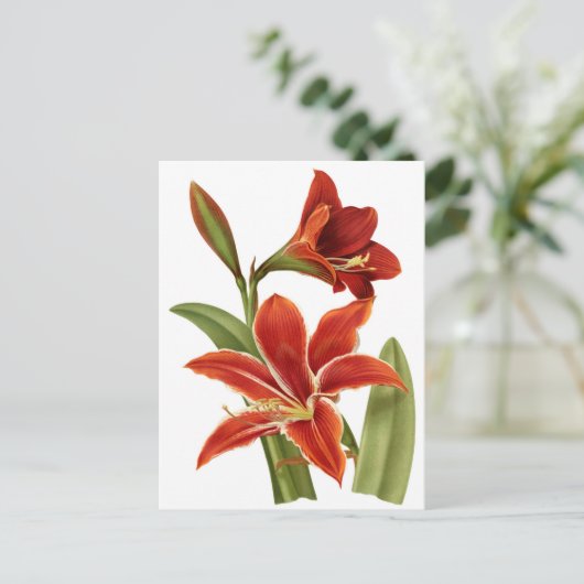 Red Amaryllis Botanical Print Briefkaart (Staand voorkant)
