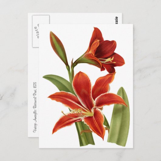 Red Amaryllis Botanical Print Briefkaart (Voorkant / Achterkant)