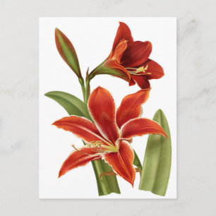 Red Amaryllis Botanical Print Briefkaart