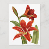 Red Amaryllis Botanical Print Briefkaart (Voorkant)