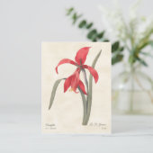 Red Amaryllis Botanische Illustratie Briefkaart (Staand voorkant)