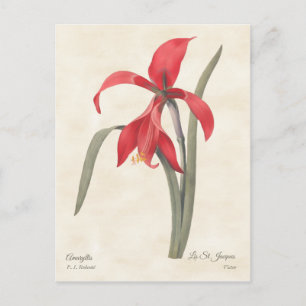 Red Amaryllis  Botanische Illustratie Briefkaart
