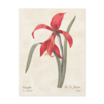 Red Amaryllis Botanische Illustratie