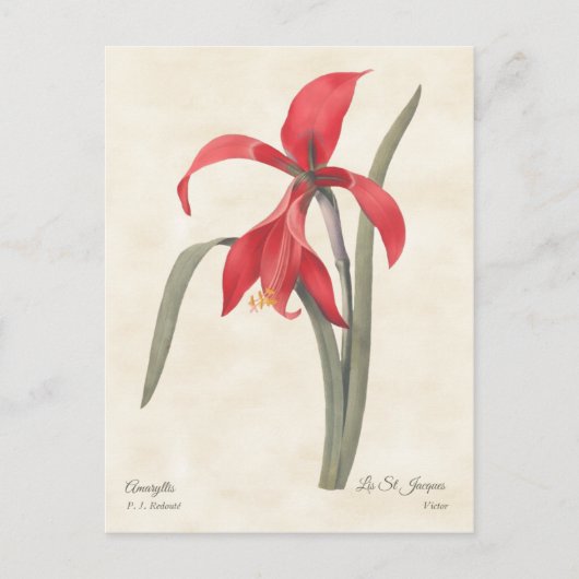 Red Amaryllis Botanische Illustratie Briefkaart (Voorkant)