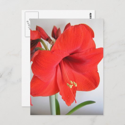 Red Amaryllis Briefkaart (Voorkant / Achterkant)
