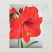Red Amaryllis Briefkaart (Voorkant)