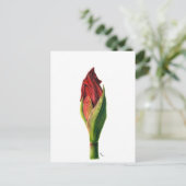 Red Amaryllis Briefkaart (Staand voorkant)