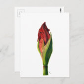 Red Amaryllis Briefkaart (Voorkant / Achterkant)