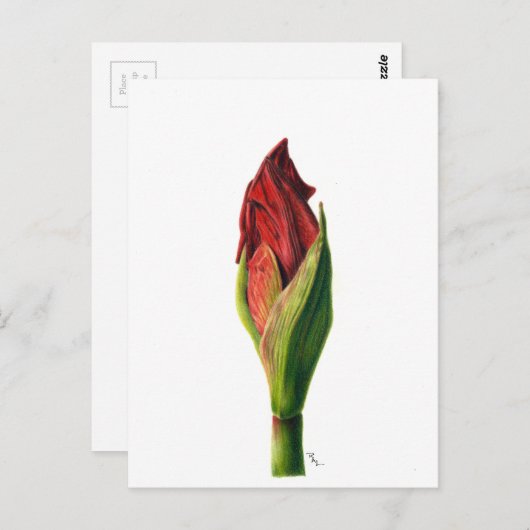 Red Amaryllis Briefkaart (Voorkant / Achterkant)