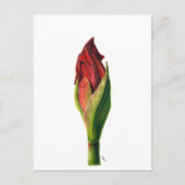 Red Amaryllis Briefkaart (Voorkant)