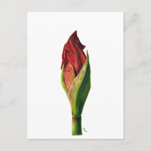 Red Amaryllis Briefkaart (Voorkant)
