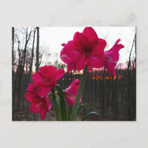 Red Amaryllis en Winter Sunrise Briefkaart