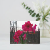 Red Amaryllis en Winter Sunrise Briefkaart (Staand voorkant)
