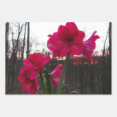 Red Amaryllis en Winter Sunrise Inpakpapier Vel (Voorkant)
