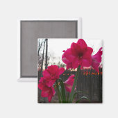 Red Amaryllis en Winter Sunrise Magneet (Voorkant / Achterkant)