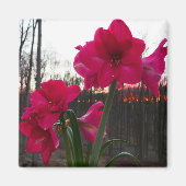 Red Amaryllis en Winter Sunrise Magneet (Voorkant)