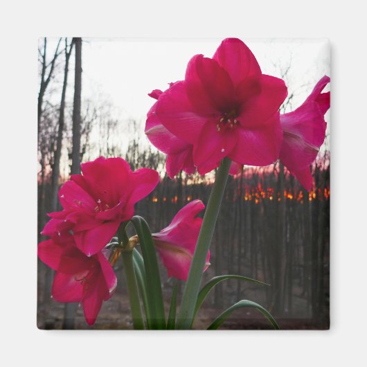 Red Amaryllis en Winter Sunrise Magneet (Voorkant)