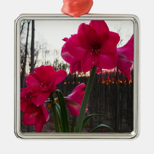 Red Amaryllis en Winter Sunrise Metalen Ornament (Voorkant)