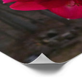 Red Amaryllis en Winter Sunrise Poster (Hoek)