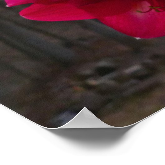 Red Amaryllis en Winter Sunrise Poster (Hoek)